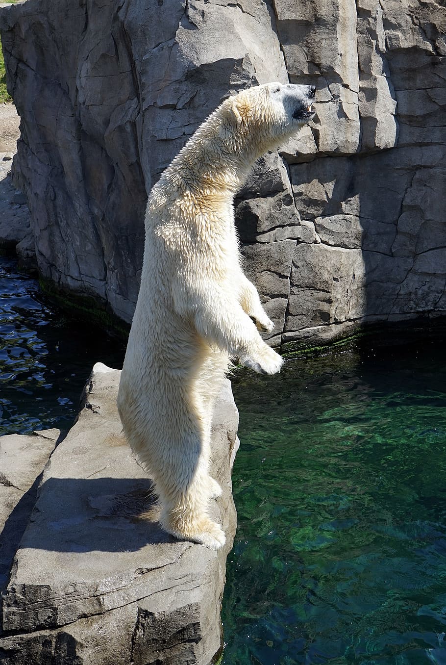 polar, bear, standing, gray, stone, body, water, polar bear, white bear, predator