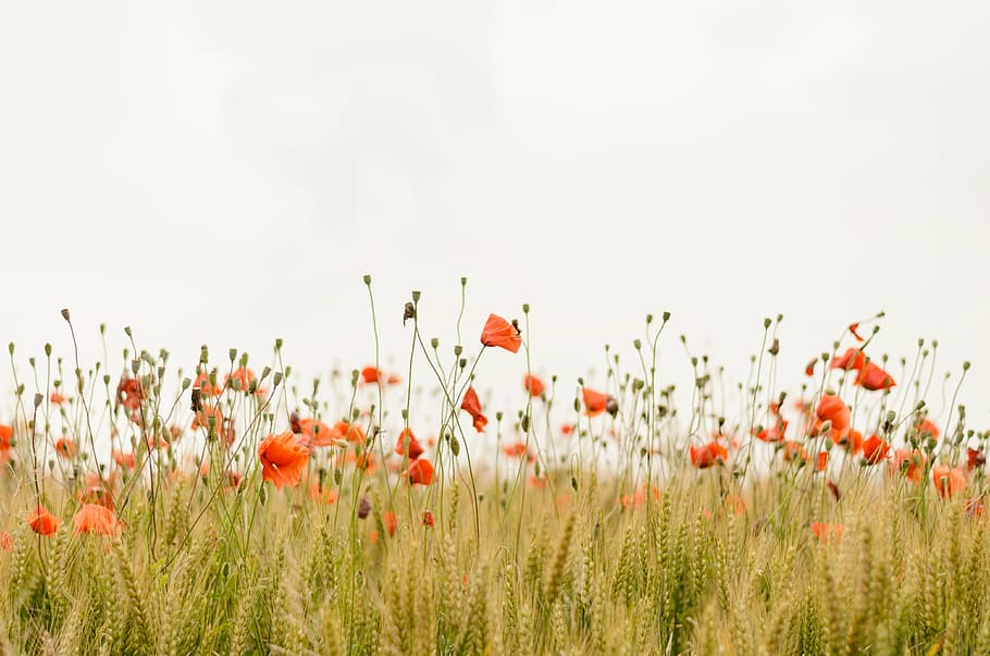 field, orange, petaled flowers, macro, photography, flower, green, grass, outdoor, nature