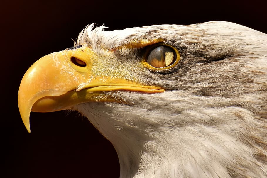 closeup, eagle head, adler, bald eagle, blink, eye, protection, bird, raptor, bird of prey
