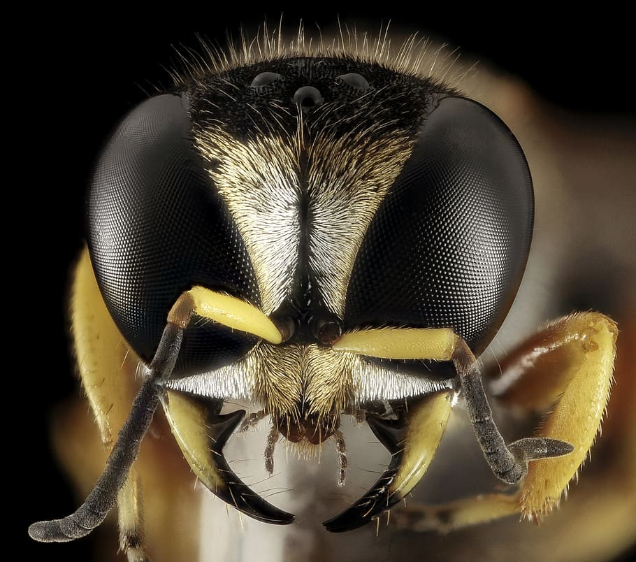fotografi makro, kuning, lebah, meniru, melayang-layang, terbang, tawon, kepala, wajah, serangga