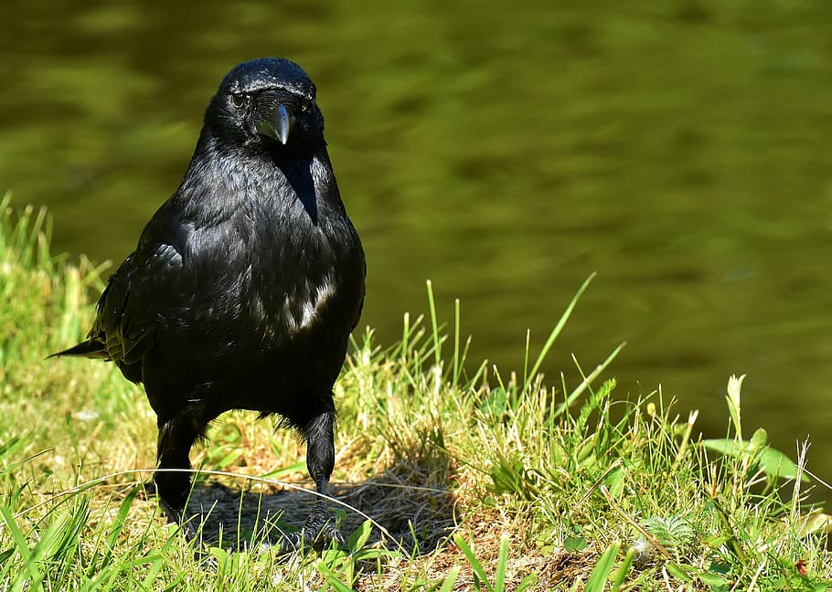 black, bird, green, grassland, daytime, crow, raven, nature, carrion crow, common raven