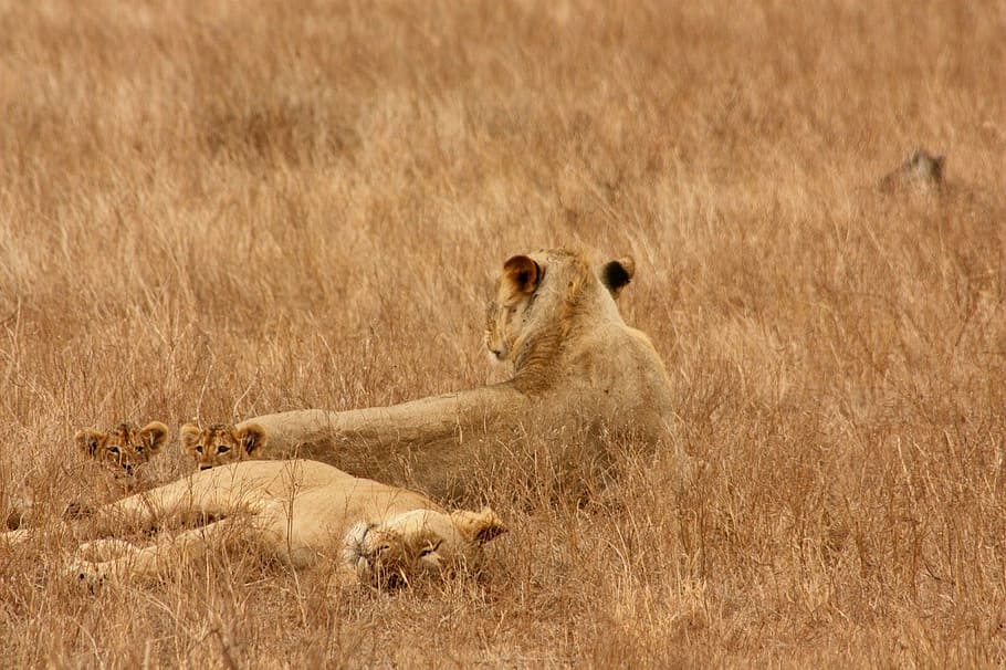 leão, animal, família, selvagem, mamífero, safari, áfrica, viagem, quênia, aventura