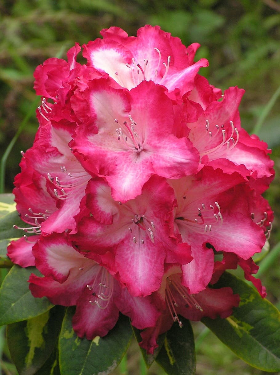 bunga, rhododendron, pink, mekar, warna, benang sari, berkebun, flora, taman, semak