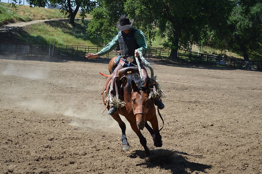 rodeo, berkuda, koboi, kuda, barat, barat liar, pelatihan, binatang menyusui, riding, binatang lokal