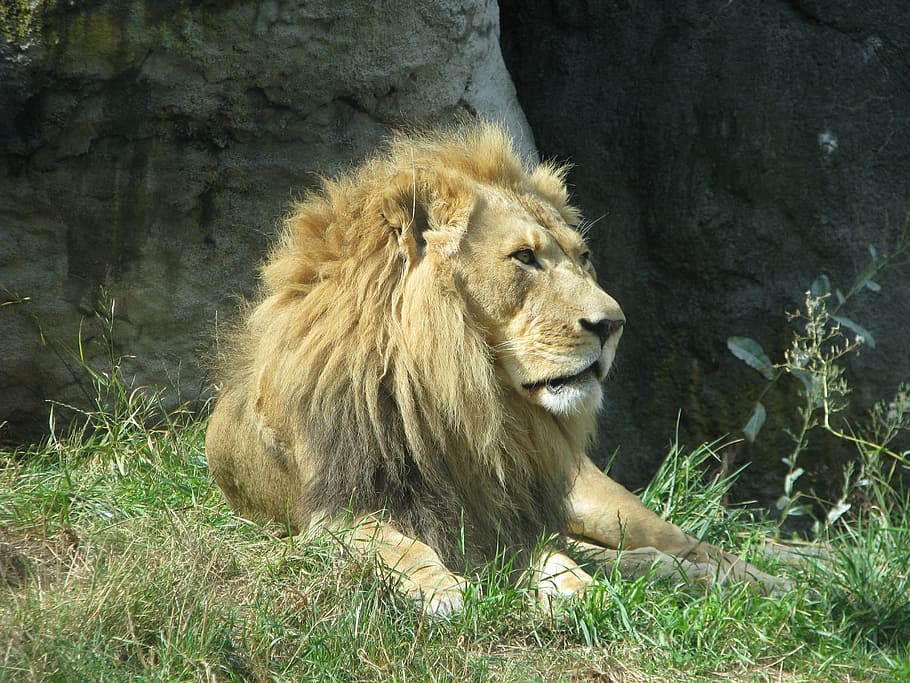 leão, reclinável, campo de grama, rei, juba, selvagem, safari, macho, orgulho, força
