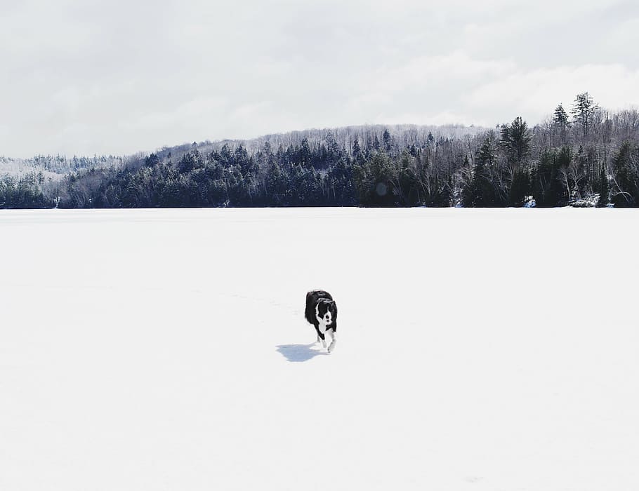 preto, andando, campo de neve, cão, neve, inverno, frio, tempo, bosques, floresta