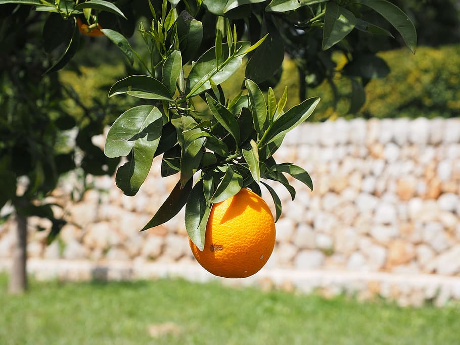 orange, fruit, orange tree, citrus fruit, tree, periwinkle, citrus, diamond green, rutaceae, citrus tree