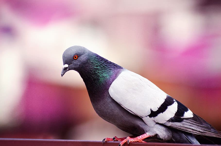 pigeon, blur, nature, bird, dove, animal, blurred, park, natural, wild