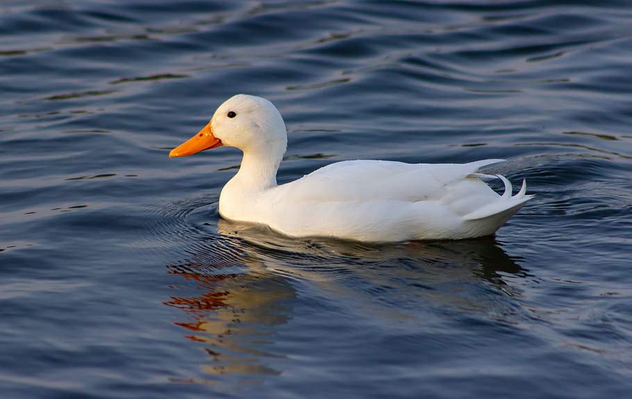 pato branco no lago, pato branco nadando, branco, pato, lago, lagoa, nadar, animal, natureza, plumagem