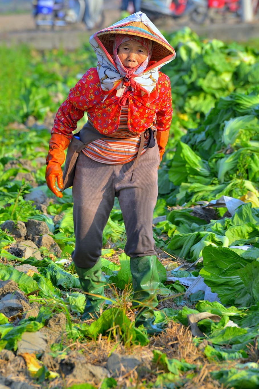 humanities, cultivate, rural, old, lady, woman, worker, country, agriculture, field