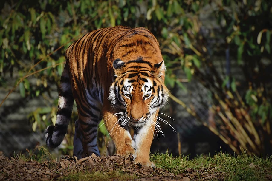 tiger, siberian tiger, big cat, predator, carnivores, wildcat, cat, animal, wild, siberian