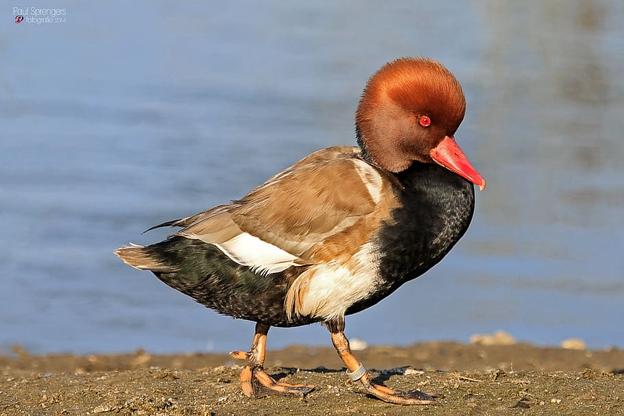 duckling, standing, shore, red crested pochard, duck, water, zoo, bird, nature, animal