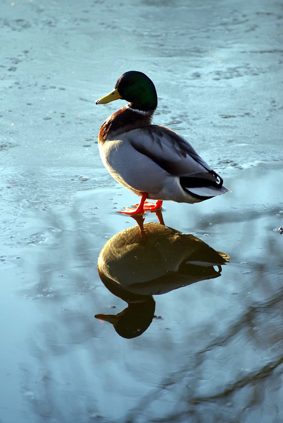duck, frozen, bird, water, ice rink, pond, cold, frost, winter, animal themes