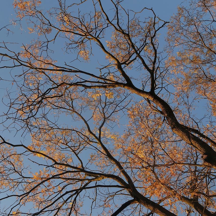 aesthetic, autumn, leaves, fall foliage, tangle, branches, ash, tree, nature, low angle view
