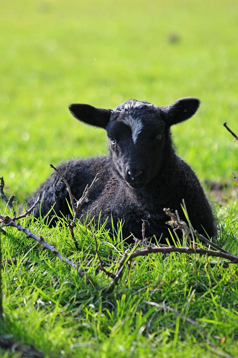 Spring, Lambs, Sheep, black fur, white forhead, spot, grass, laying down, one animal, black color