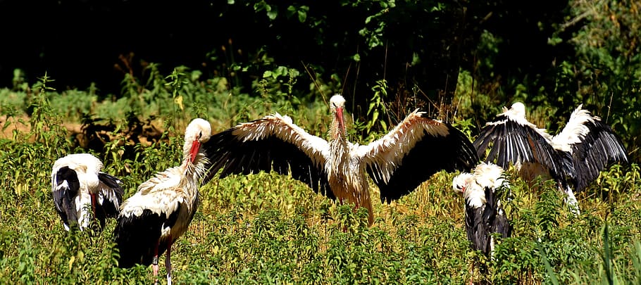 Storks, Fly, White Stork, Bird, birds, plumage, nature, animals, rattle stork, bill