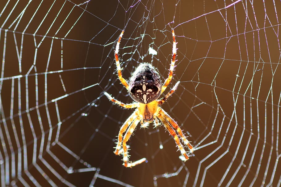 araneus, aranha, teia de aranha, inseto, animal, natureza, teia, close-up, fios de rotação, macro