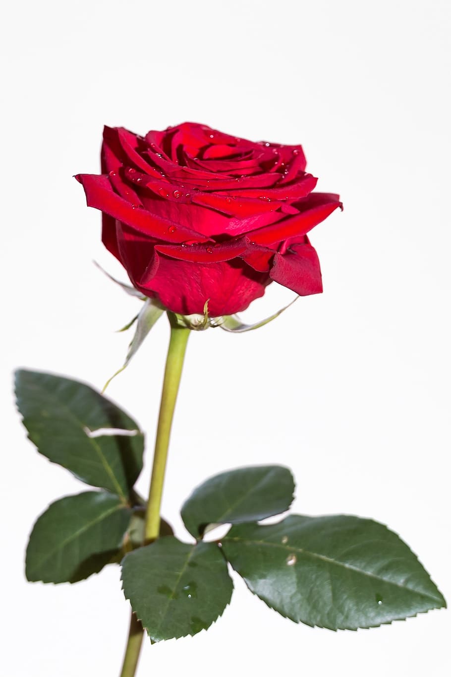 rosa roja, rosa, planta, flor, naturaleza, mujer, belleza, hermosa, rojo,  hoja | Pxfuel