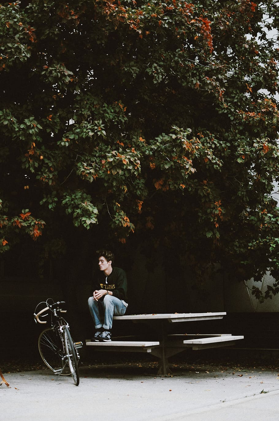 人, 座っている, ベンチ, 直面している, 自転車, 秋, 黒, 緑, 男性, オレンジ