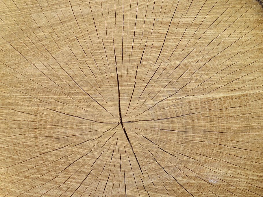 árvore, fatia, textura, trave de equilíbrio, fundos, madeira - material, texturizado, marrom, madeira, moldura completa
