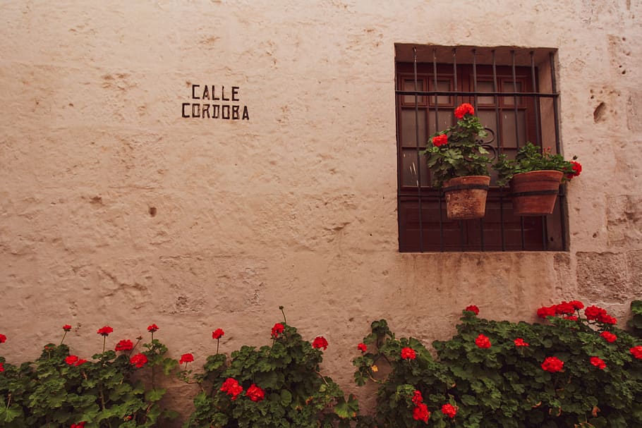 santa çatalina, monastery, arequipa, peru, window, flower pots, calle cordoba, plant, flowering plant, flower