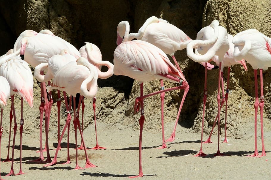 flamingo merah muda, burung merah muda, kebun binatang, burung, merah muda, hewan, liar, musim panas, bulu, alam