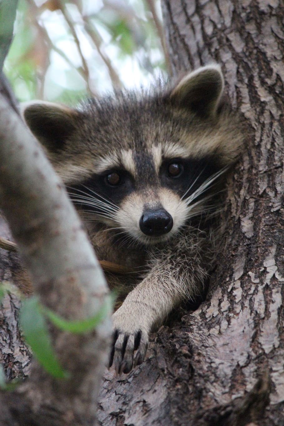 gray, black, raccoon, tree trunk, daytime, baby, cute, wildlife, animal, inquisitive