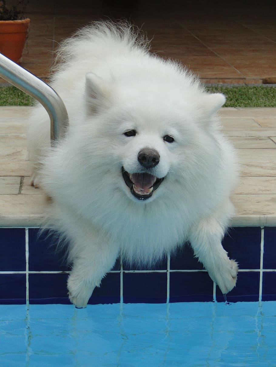 white, samoyed dog seating, swimming, pool, Samoyed dog, seating, swimming pool, dog, samoyed, pet