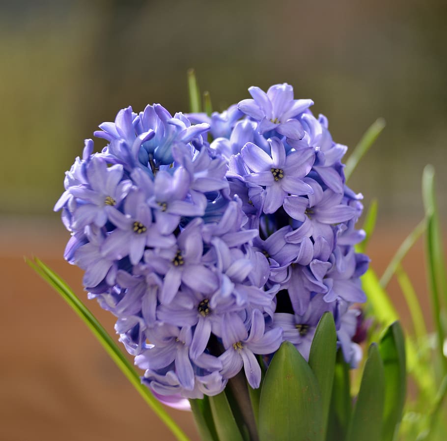 hyacinth, flower, hyacinths, blue, flowers, fragrant, bloom, flora, spring, flowering plant
