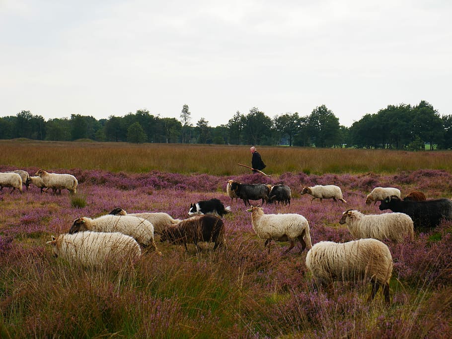 Sheep, Shepherd, Lamb, Hei, Heide, browser, nature, countryside, autumn, herd