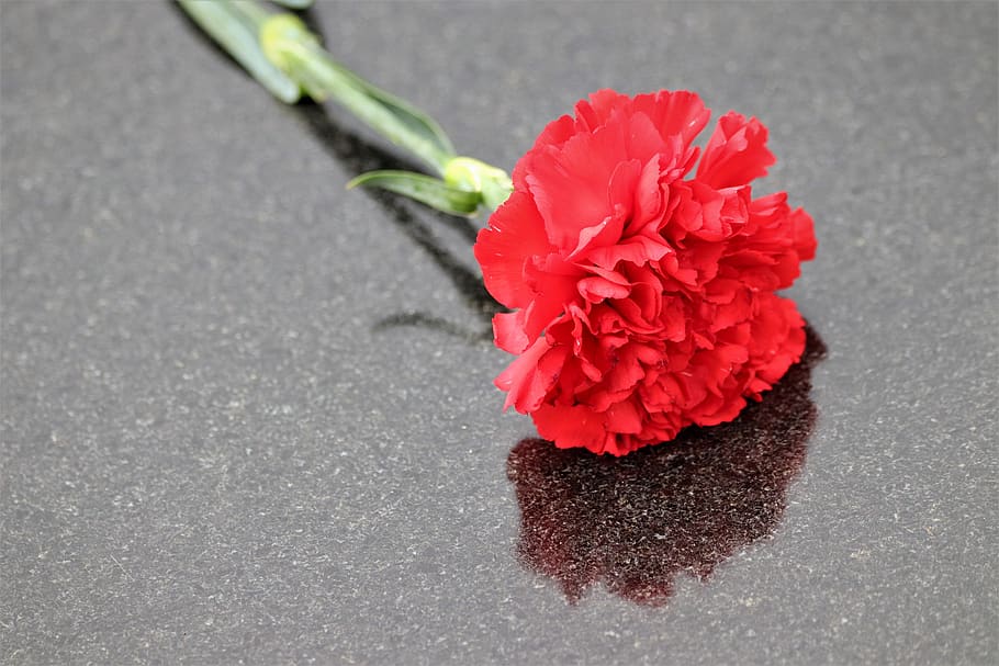 red carnation, black marble, reflection, symbol, decoration, cemetery, outdoor, flower, flowering plant, vulnerability
