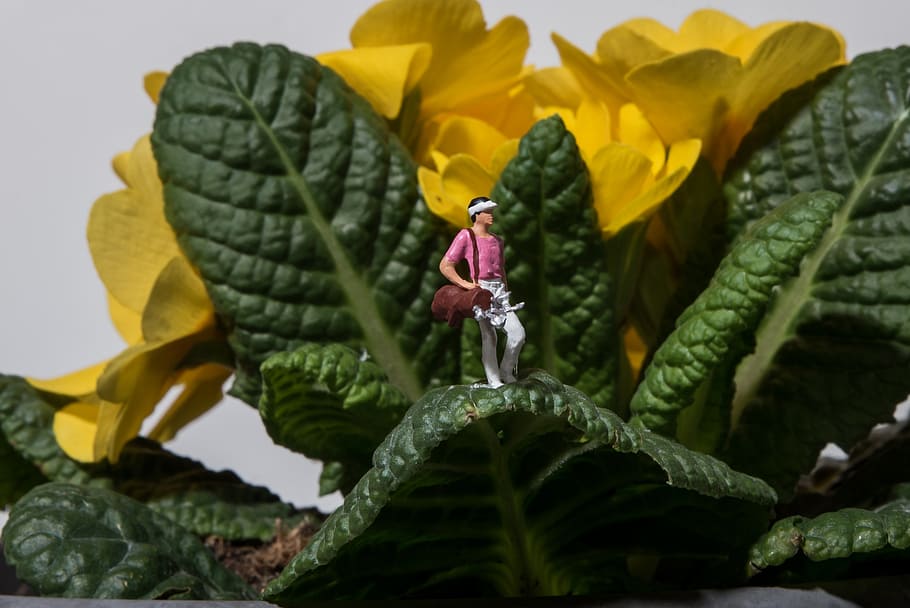 person, standing, green, leafed, plant, miniature, photography, golf, flowers, macro