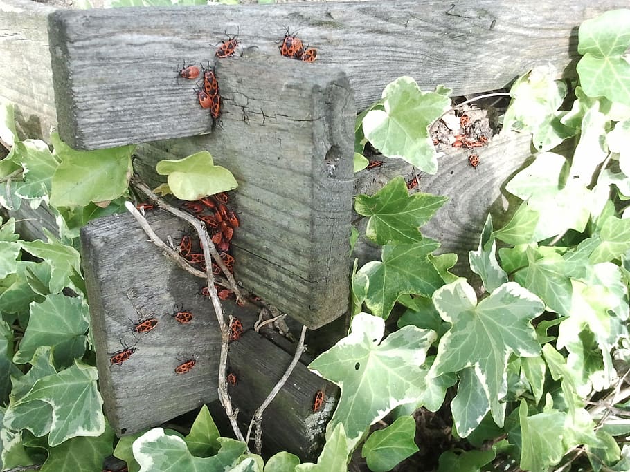 ivy, kumbang, merah, kompos, penggali kubur, binatang, serangga, daun, bagian tanaman, tanaman