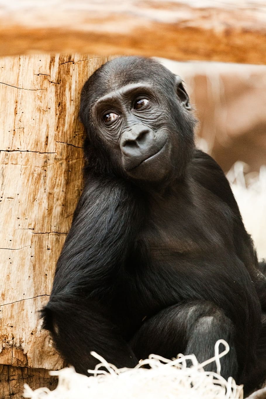 hitam, monyet, duduk, log, bayi, hewan, gorila, afrika, primata, kera