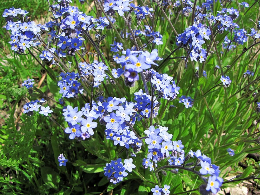 flower, myosotis, small blue flowers, pet, flowering plant, plant, vulnerability, fragility, freshness, beauty in nature