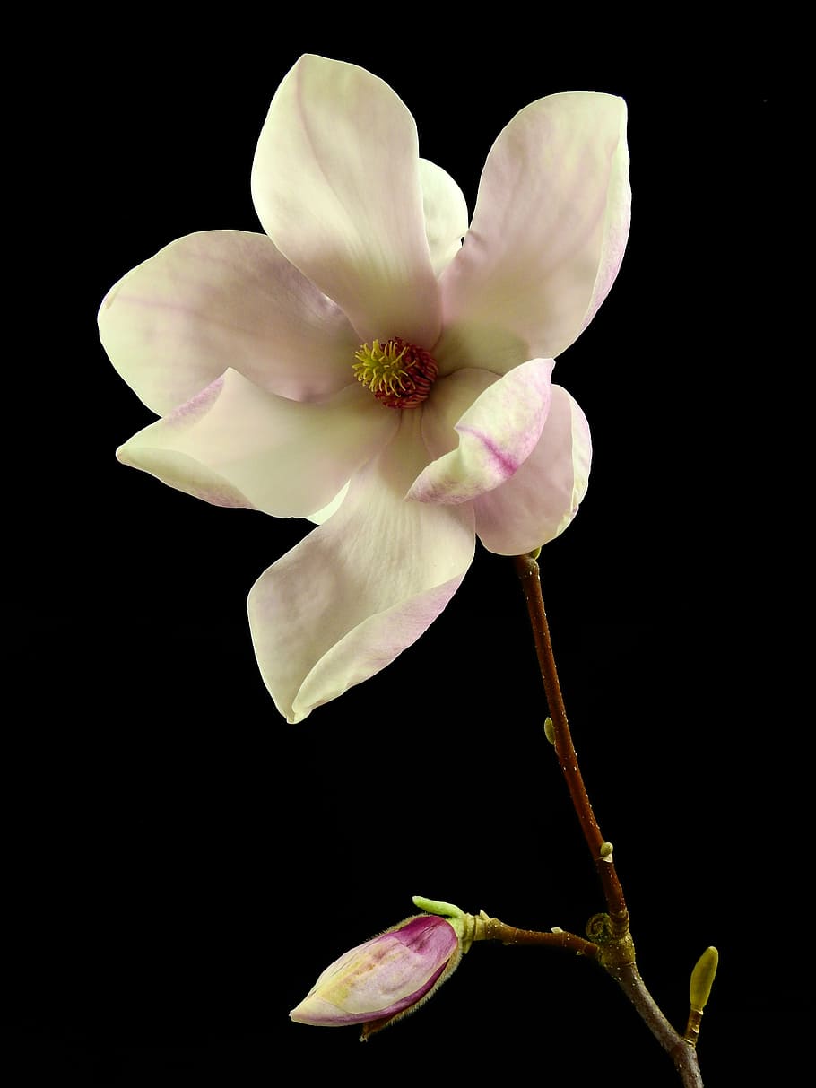 white, pink, saucer magnolia flower, closeup, photography, flower, blossom, bloom, spring, nature