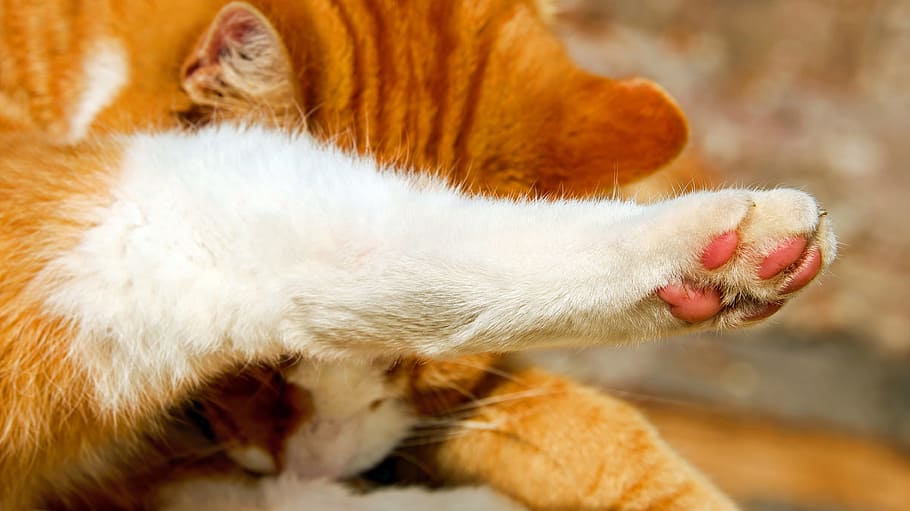 oranye, putih, kucing betina, kucing, kaki kucing, kaki, hewan, imut, gambar kepala, bulu