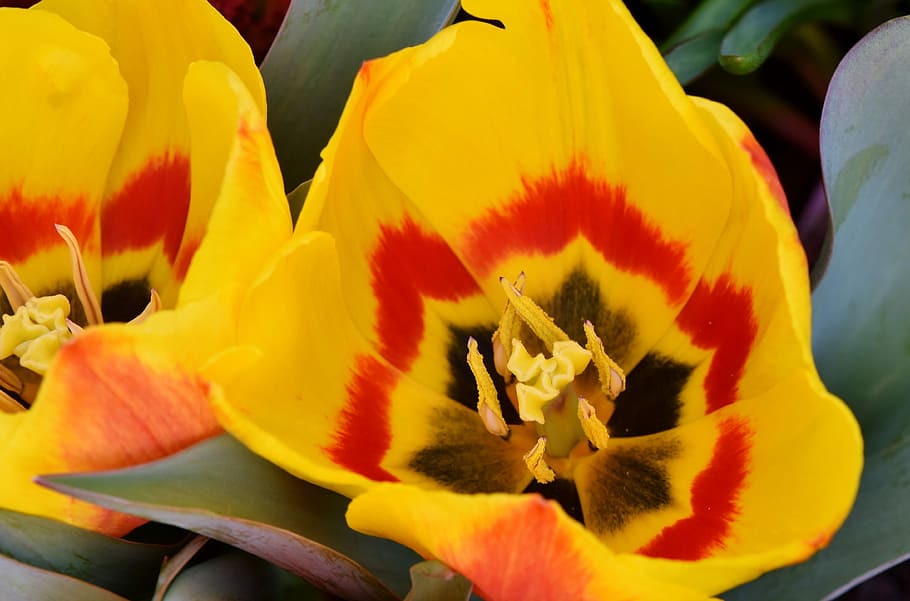 tulipán, schnittblume, flores de primavera, sello, estambres, pétalos, flor, florecer, jardín, jardín de flores