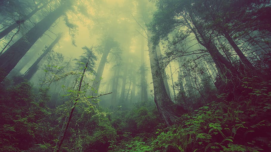 ワーム, 目のビューの写真, 熱帯雨林, 森林, ミスト, 自然, 木, 神秘的, 大気, 霧