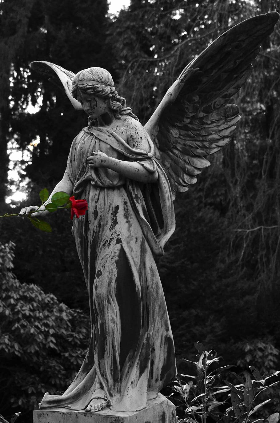 angel statue, holding, rose, flower, angel, statue, sculpture, cemetery, monument, faith
