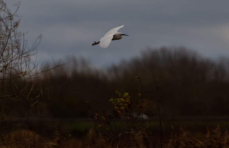 egret in flight, flying egret, egret, common egret, water, flying over water, animal, feathers, white, wildlife