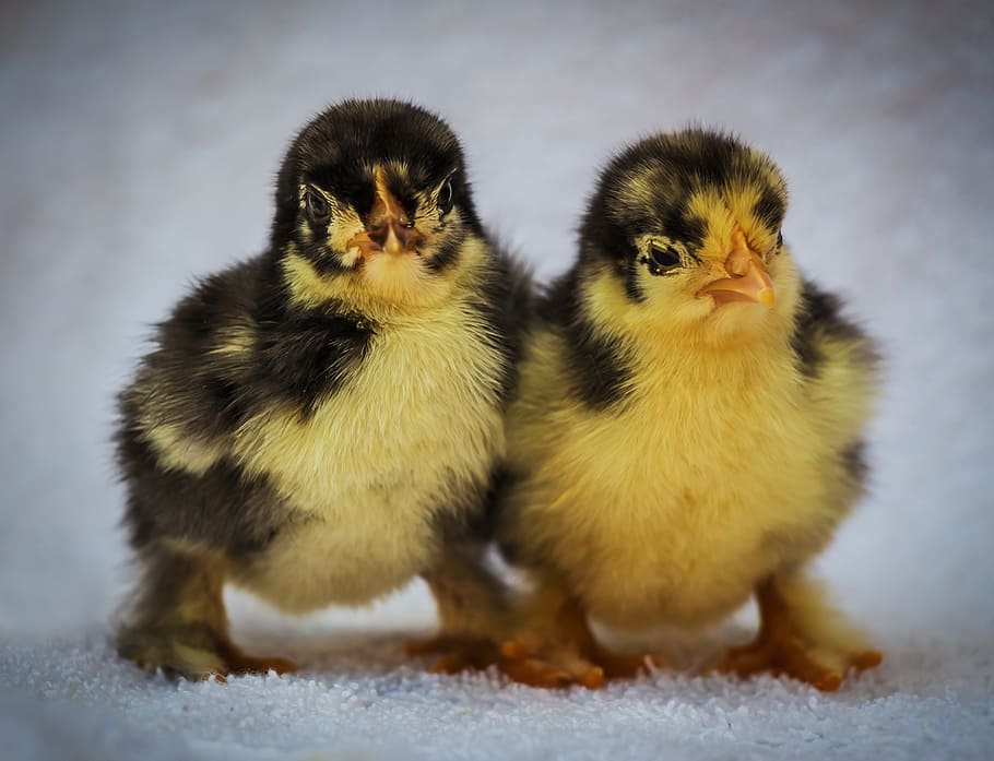 two yellow chicks, chick, bird, launchy, feathered, wee, a couple of, winged, pets, animal