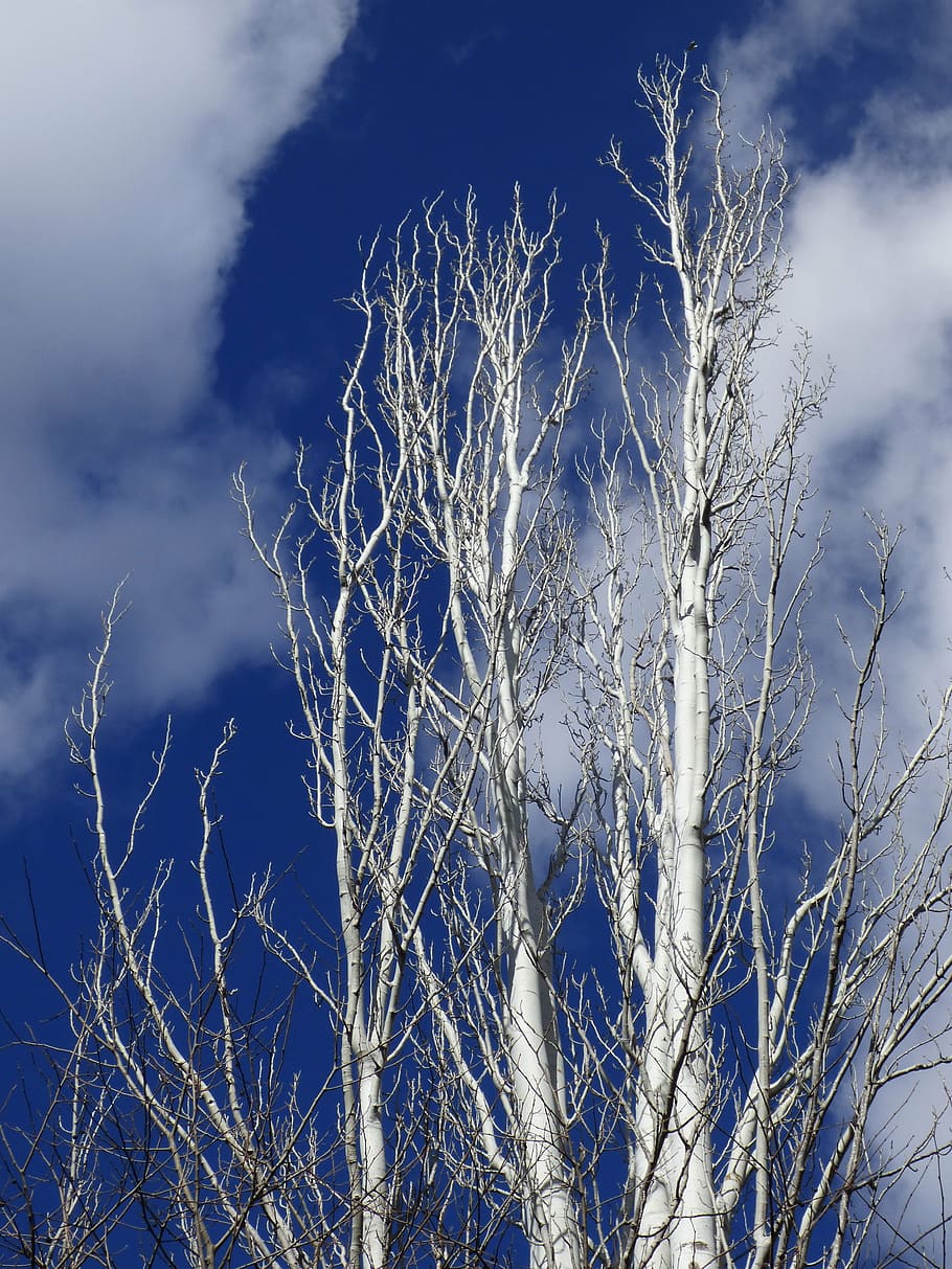 populus alba, white poplar, sky, plant, cloud - sky, bare tree, tree, nature, branch, beauty in nature