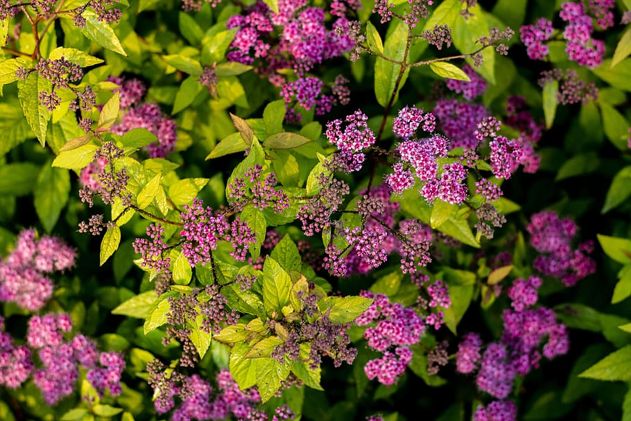 ungu, bunga, mekar, hijau, daun, luar ruangan, alam, taman, bidang, menanam