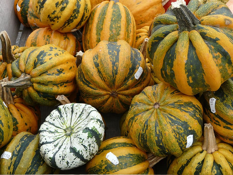 giant pumpkins, pumpkin, pumpkin art, pumpkin varieties, yellow, green, white, cucurbita maxima, cucurbitaceae, vegetables