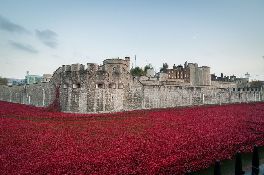 menara London, ingatan, November, poppies, apiun, gencatan senjata, ingat, veteran, bunga, hari