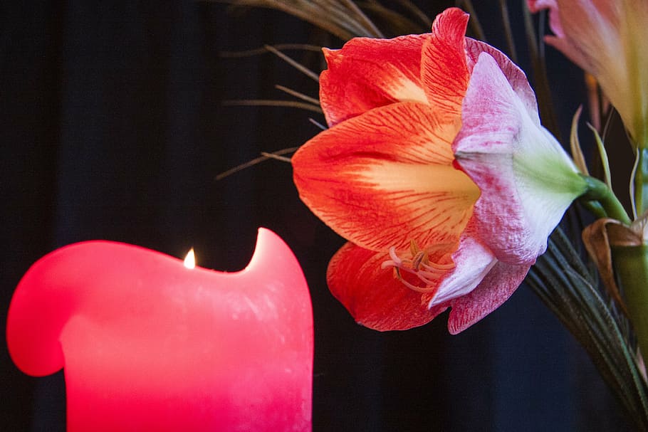 rojo, flor de tulipán, encendido, vela, adviento, luz de las velas, amarilis,  flor, planta, botánica | Pxfuel