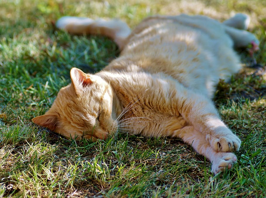 gato, tomcat, latente, pelirrojo, descanso, recreación, fatiga, no despertarse, mediodía, siesta