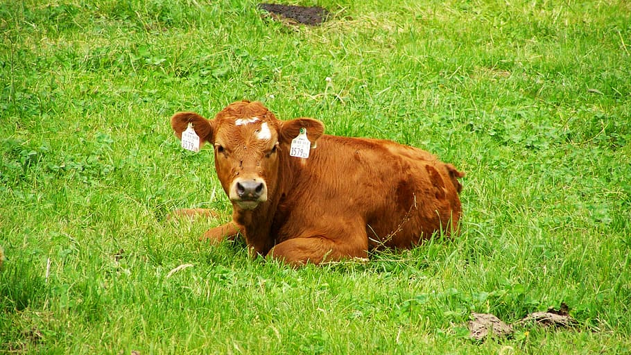 Brown Cow, Pet Sitting, Cattle, cow, grass, animal, agriculture, farm, pasture, rural Scene
