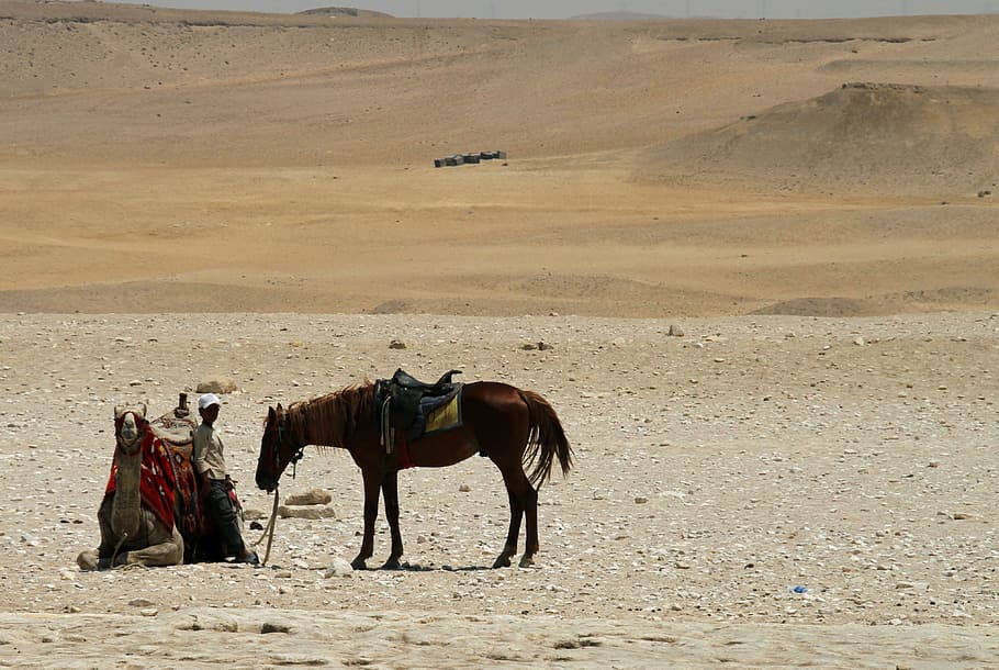 카이로, 이집트, 사막, 여행, 모래, 낙타, 소년, 수송, 모래 언덕, 관광 여행